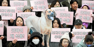 La Corée du Sud vote l’interdiction du commerce de viande de chien
