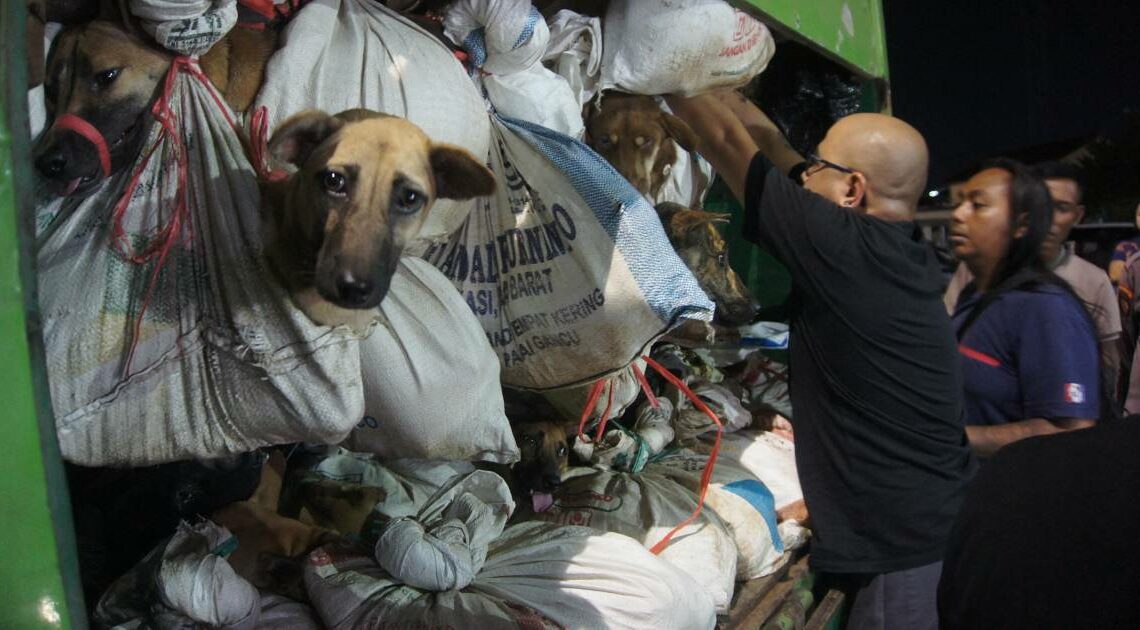 Indonésie: 200 chiens destinés à être mangés découverts dans un camion
