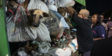 Indonésie: 200 chiens destinés à être mangés découverts dans un camion