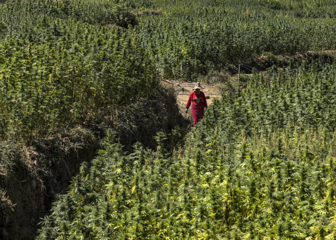 Haschisch: Des dealers marocains boycottent le marché israélien, par solidarité avec Gaza
