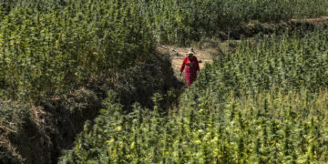 Haschisch: Des dealers marocains boycottent le marché israélien, par solidarité avec Gaza