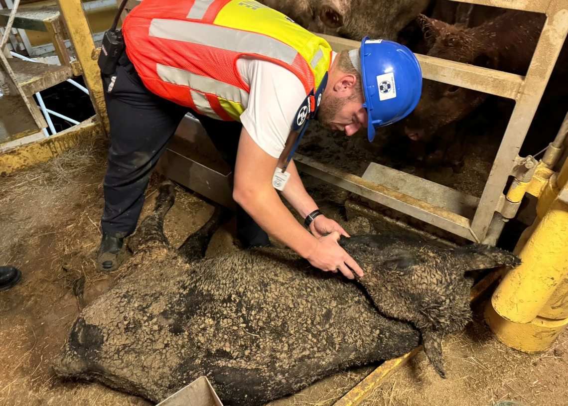 Afrique du Sud : un navire transportant 19 000 vaches amarré au Cap provoque une puanteur dans toute la ville