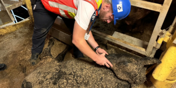 Afrique du Sud : un navire transportant 19 000 vaches amarré au Cap provoque une puanteur dans toute la ville