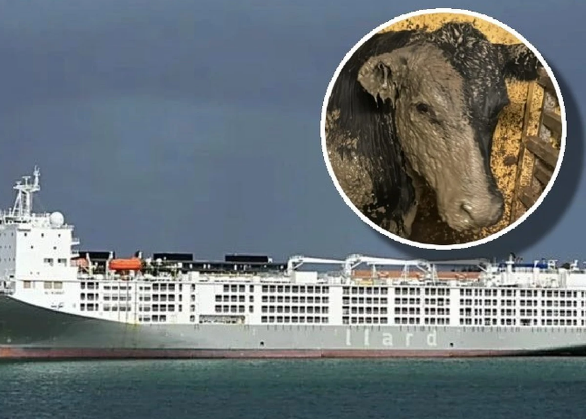 « Croisière de l’horreur »: Un navire transportant plus de 19 000 bêtes maltraitées a quitté l’Afrique du Sud