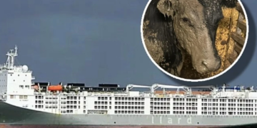 « Croisière de l’horreur »: Un navire transportant plus de 19 000 bêtes maltraitées a quitté l’Afrique du Sud