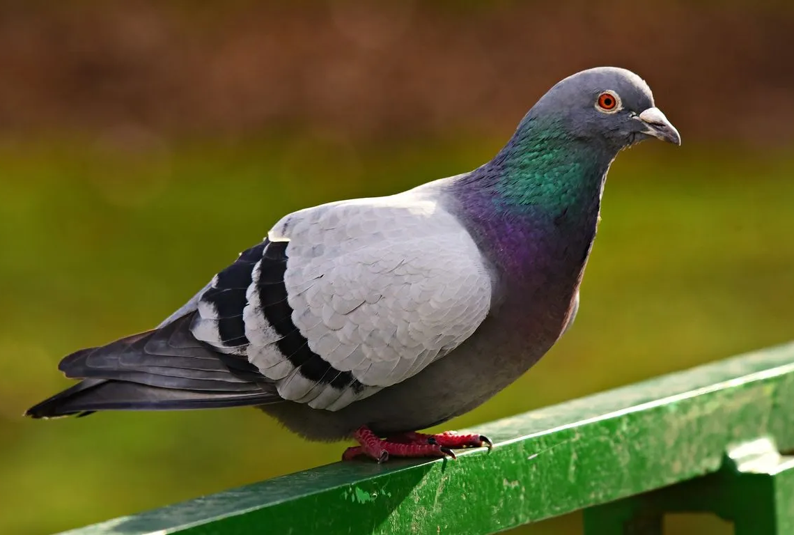 Insolite: Après 8 mois de « prison », un pigeon soupçonné d’espionnage en Inde, a été relâché