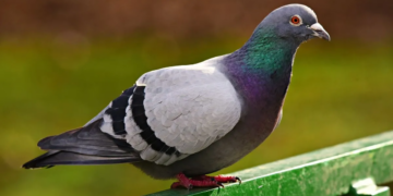 Insolite: Après 8 mois de « prison », un pigeon soupçonné d’espionnage en Inde, a été relâché