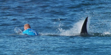 Les attaques de requins ont augmenté en 2023