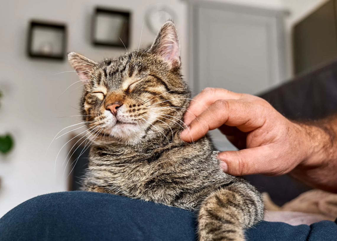 Rare: Un cas de peste bubonique est confirmé aux Etats-Unis