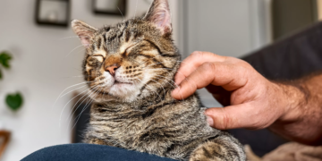 Rare: Un cas de peste bubonique est confirmé aux Etats-Unis