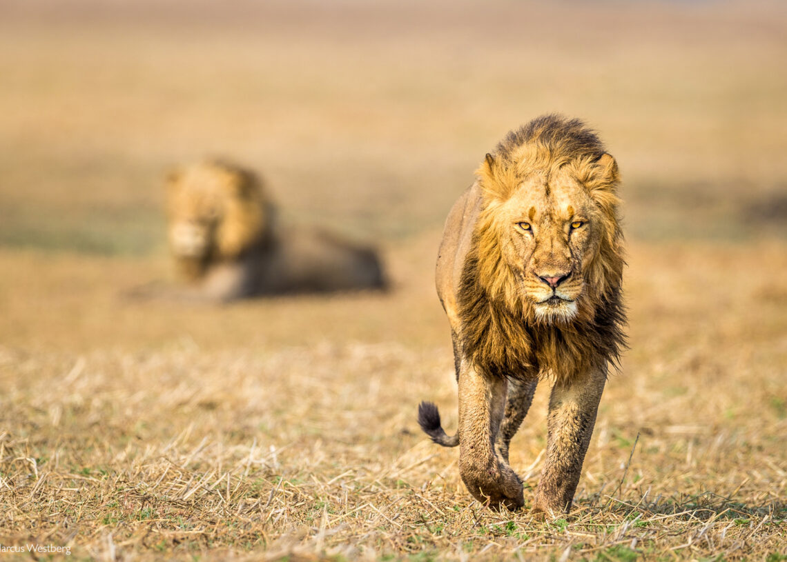 Ouganda: La population de lions a chuté de 45% en près de 20 ans
