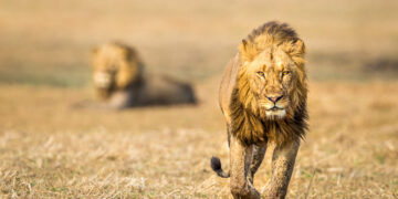 Ouganda: La population de lions a chuté de 45% en près de 20 ans