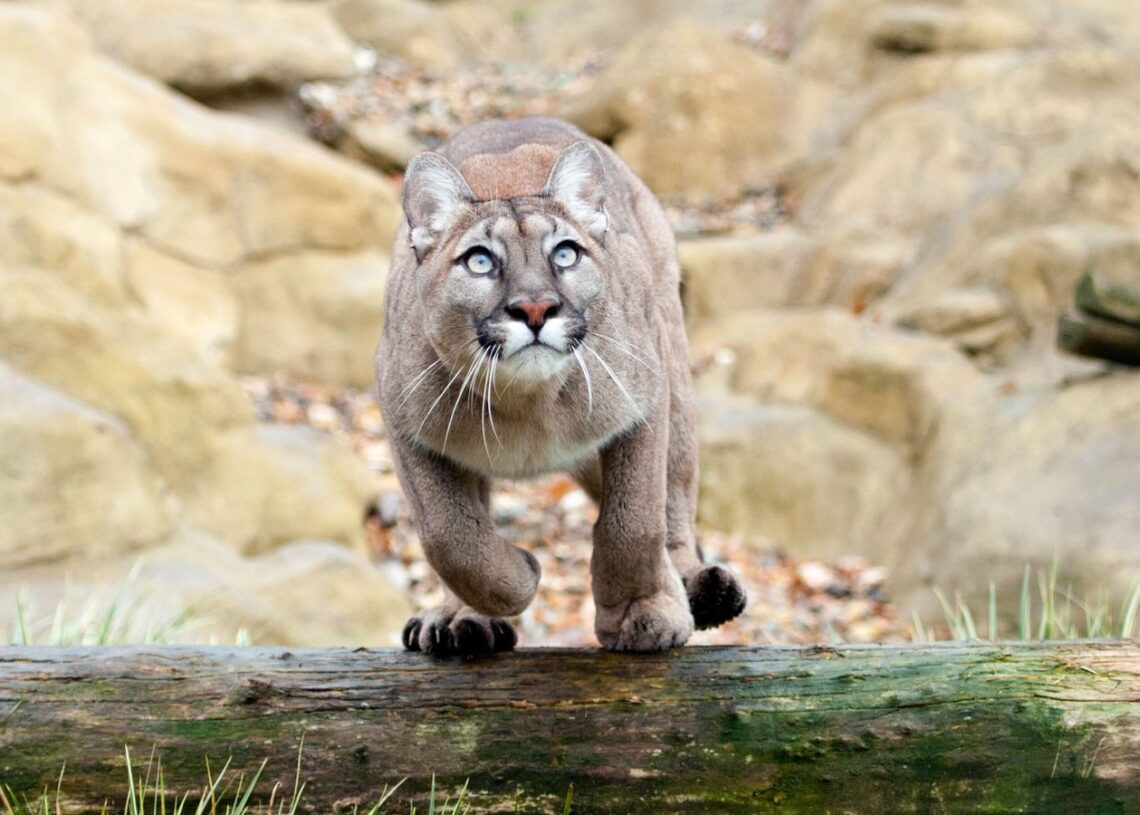 Etats-Unis: Un puma tue un homme en Californie, une première en 20 ans