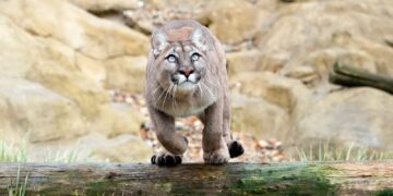 Etats-Unis: Un puma tue un homme en Californie, une première en 20 ans