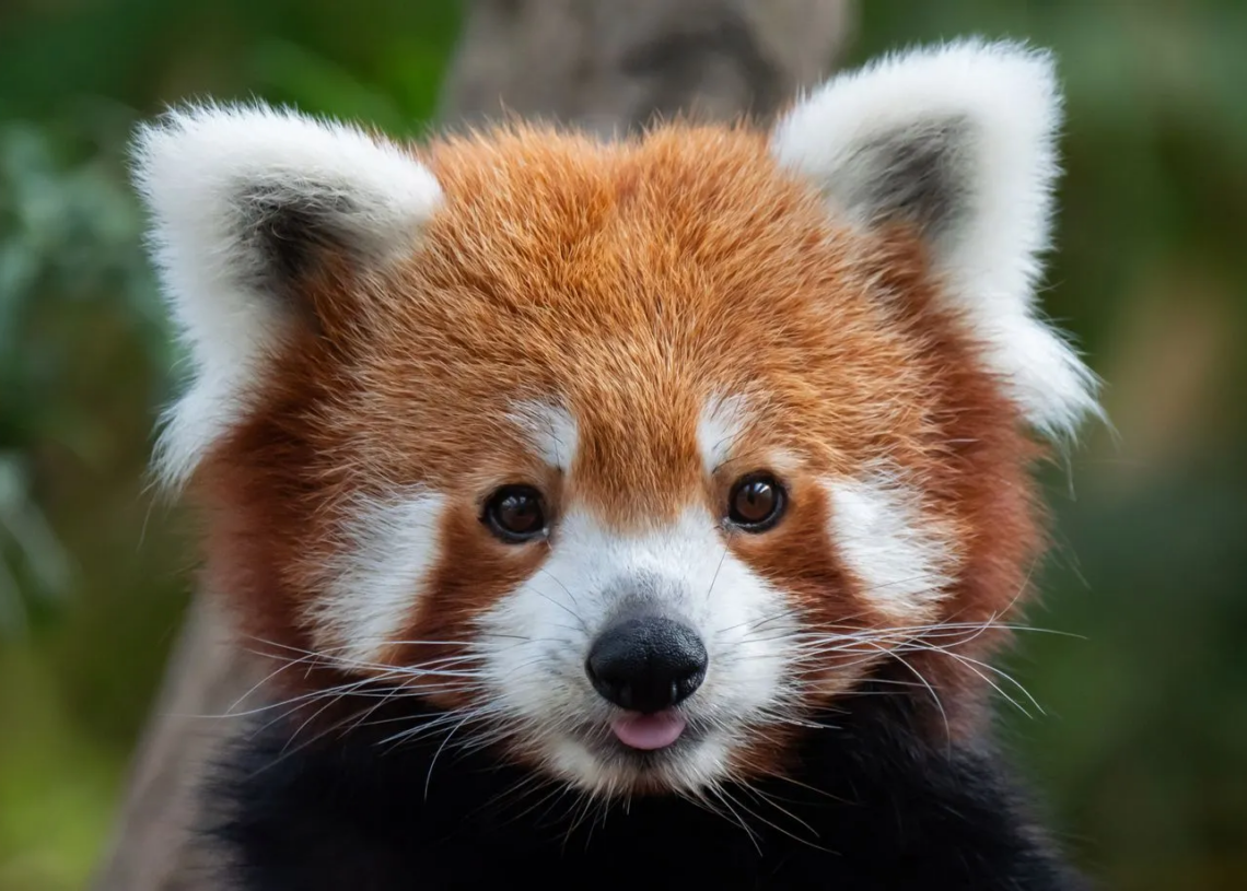 Trafic d’animaux: Six Indiens arrêtés en Thaïlande, un panda roux saisi