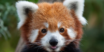 Trafic d’animaux: Six Indiens arrêtés en Thaïlande, un panda roux saisi