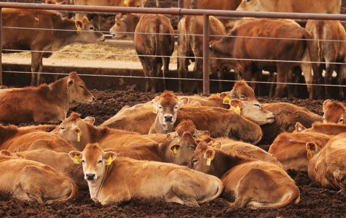 Des cas de grippe aviaire ont été découverts chez des vaches aux Etats-Unis