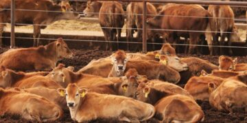 Des cas de grippe aviaire ont été découverts chez des vaches aux Etats-Unis