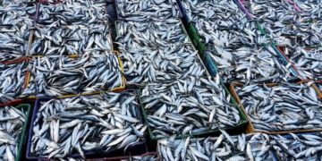 Inflation en Algérie: La sardine de Tunisie à la rescousse
