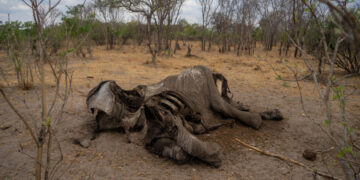 Le Zimbabwe déclare l’état de catastrophe nationale face à la sécheresse