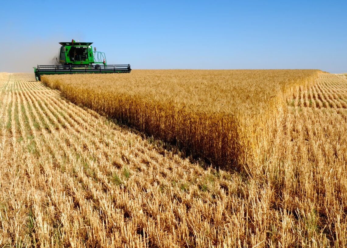 Agriculture saharienne: Pour réduire ses importations, l’Algérie encourage la culture du blé du désert