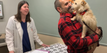 Mishka, une chienne disparue depuis 9 mois, retrouvée à 3 770 km de son domicile