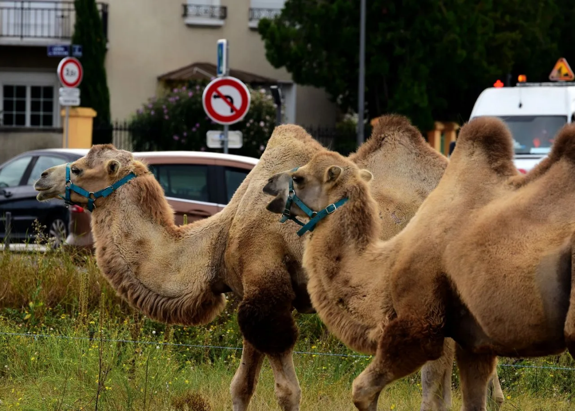 France: Un défilé de chameaux à Paris suscite la colère des associations de défense des animaux