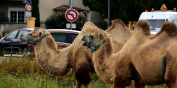 France: Un défilé de chameaux à Paris suscite la colère des associations de défense des animaux