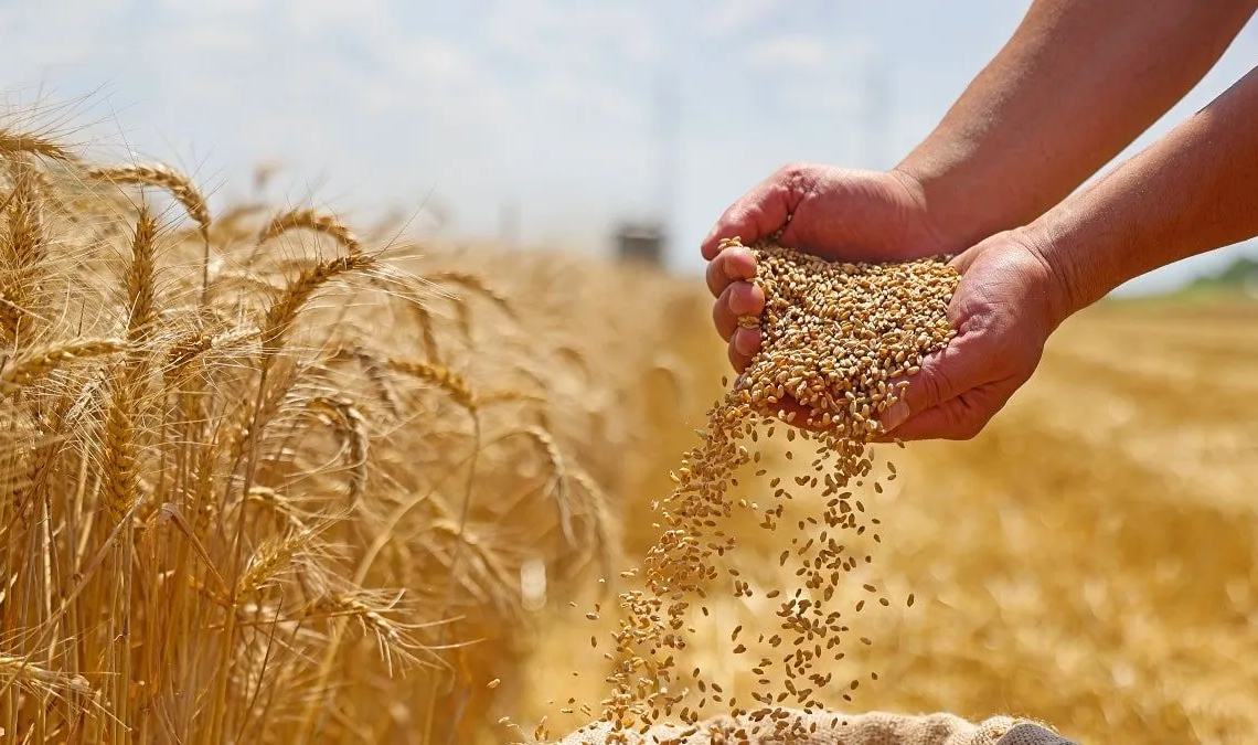 En Algérie, le désert donne du blé