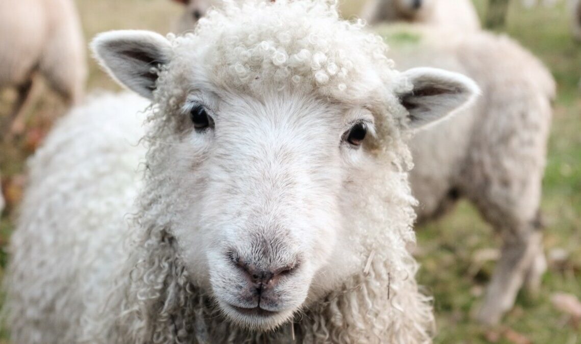 Cité des sciences de Tunis: L’Aïd al-Adha devrait être célébré le 16 juin