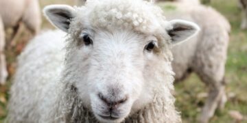 Cité des sciences de Tunis: L&rsquo;Aïd al-Adha devrait être célébré le 16 juin