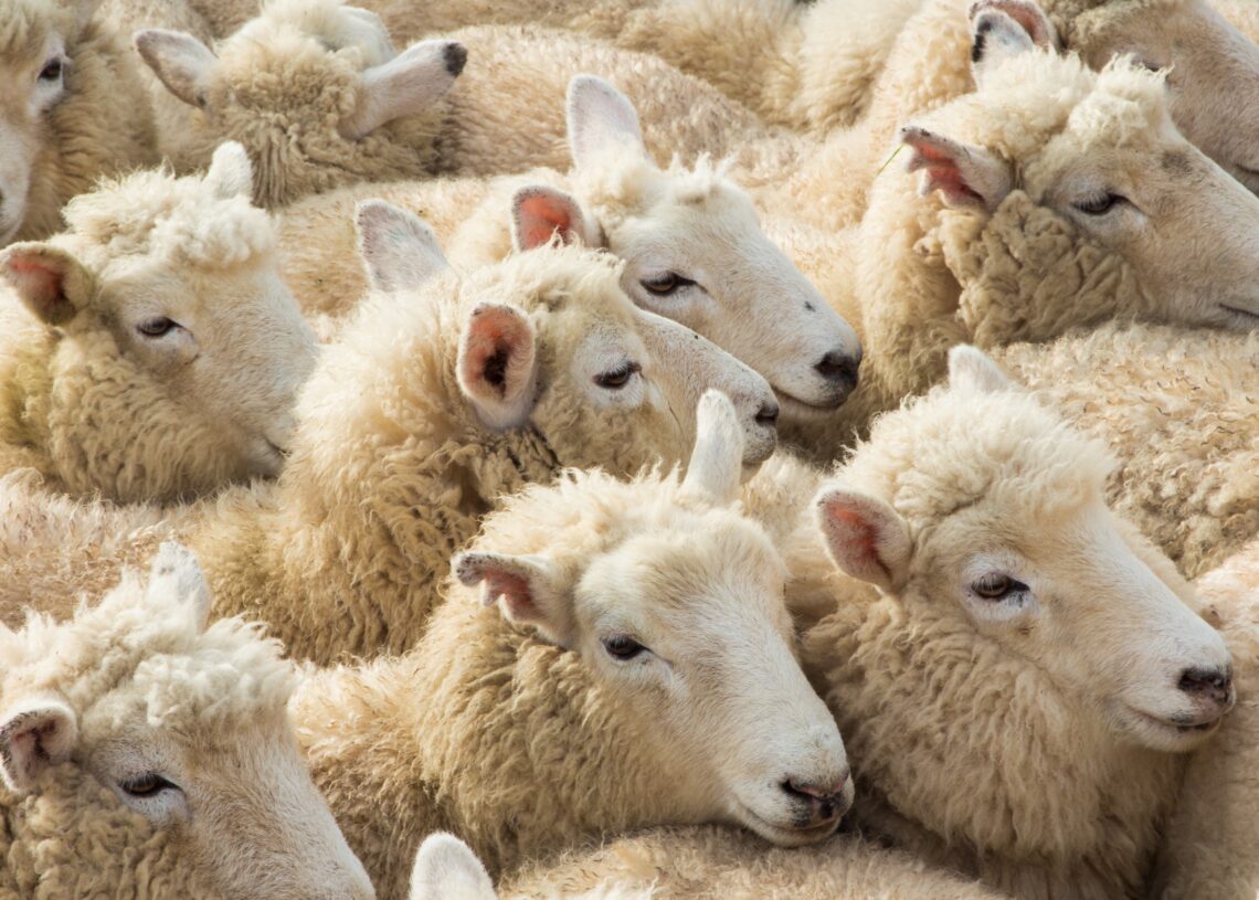 Aïd al-Adha: Seulement 150 mille moutons de sacrifice seront vendus à la pesée (UTAP)