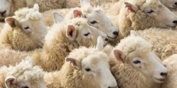 Aïd al-Adha: Seulement 150 mille moutons de sacrifice seront vendus à la pesée (UTAP)