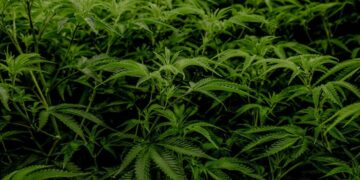 Insolite: Un Anglais trouve 10 tonnes de drogue dans sa maison transformée en ferme à cannabis