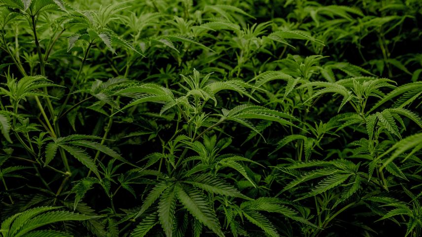 Insolite: Un Anglais trouve 10 tonnes de drogue dans sa maison transformée en ferme à cannabis
