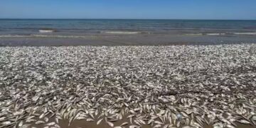 Le Maroc préoccupé par des échouages de tonnes de poissons à Sidi Ifni et Dakhla