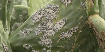 Lutte contre la cochenille de cactus: La FAO livre à la Tunisie des coccinelles « prédatrices » de ce parasite