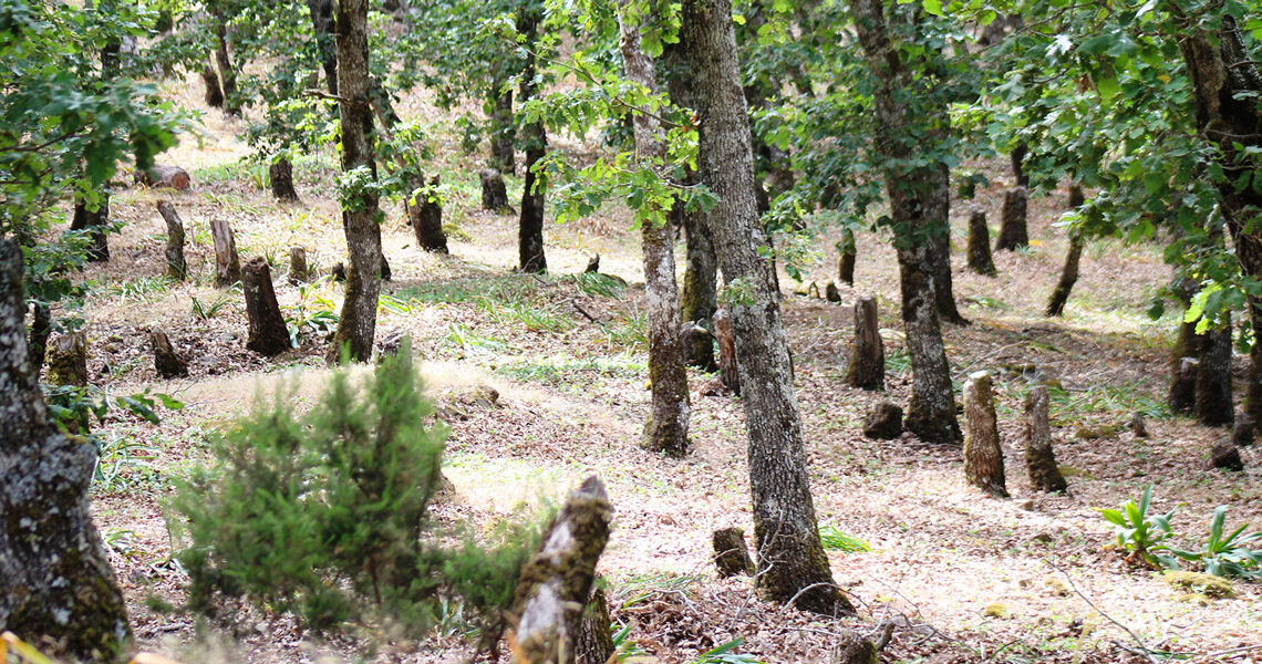 La BAD accorde à la Tunisie 17 millions de dollars pour restaurer le patrimoine forestier du pays