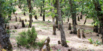 La BAD accorde à la Tunisie 17 millions de dollars pour restaurer le patrimoine forestier du pays