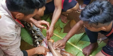 Découverte dans son ventre: Un python de 5 mètres avale une femme toute entière en Indonésie