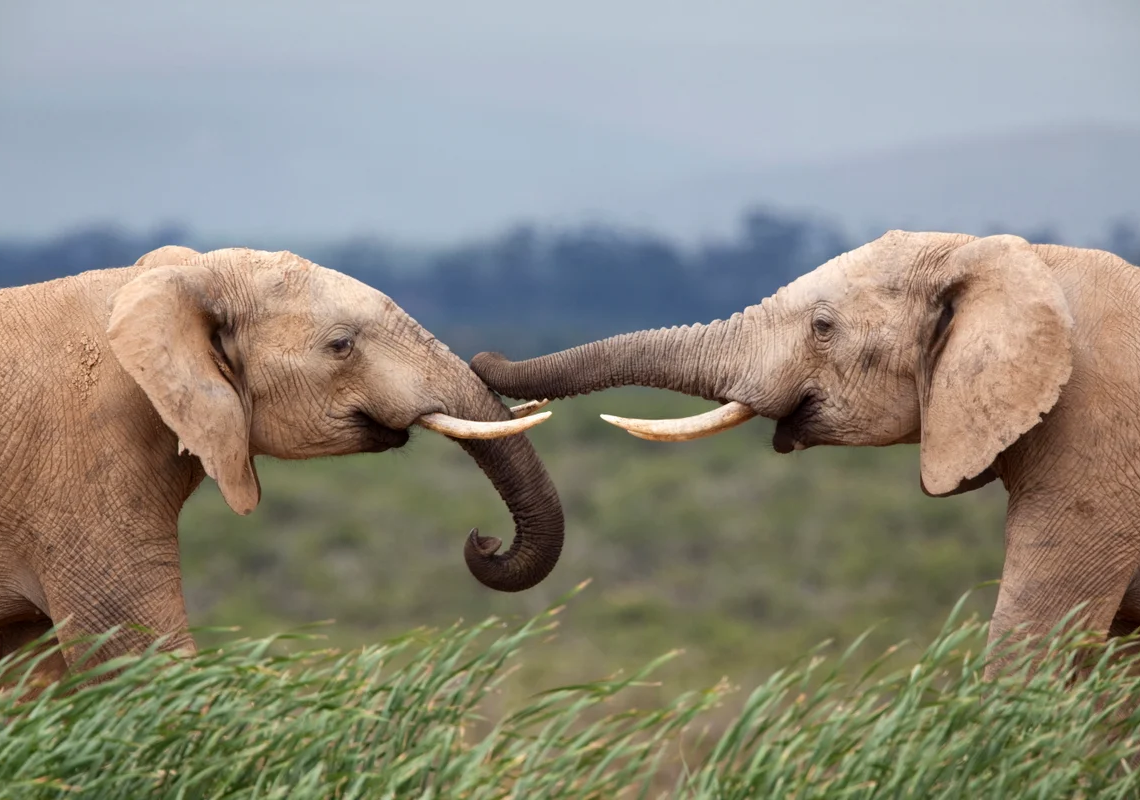 Une étude révèle que les éléphants s’appellent entre eux par des noms!