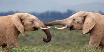 Une étude révèle que les éléphants s’appellent entre eux  par des noms!