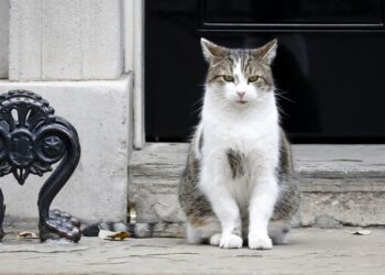 Royaume-Uni: Larry, le chat du 10 Downing Street, donne ses instructions au nouveau Premier ministre Keir Starmer
