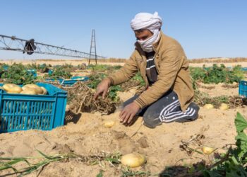 L’Algérie et un groupe italien s&rsquo;associent pour produire du blé et des légumineuses dans le Sahara