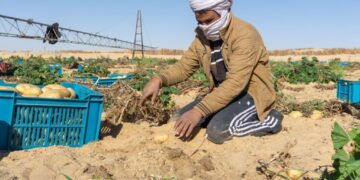 L’Algérie et un groupe italien s&rsquo;associent pour produire du blé et des légumineuses dans le Sahara