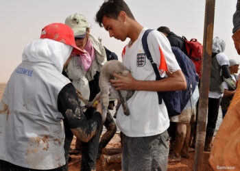 Algérie: des bénévoles sauvent près de 300 flamants roses menacés par la sécheresse