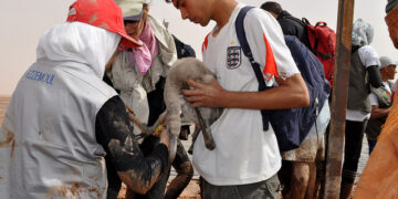 Algérie: des bénévoles sauvent près de 300 flamants roses menacés par la sécheresse