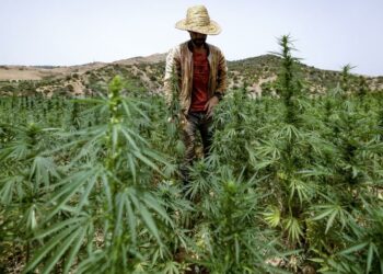 Maroc: Les cultivateurs de cannabis s&rsquo;épanouissent au grand jour