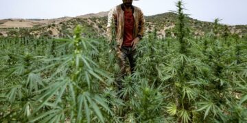 Maroc: Les cultivateurs de cannabis s&rsquo;épanouissent au grand jour