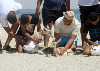 Libye: Des  gazelles en voie d&rsquo;extinction réintroduites sur l&rsquo;île de Farwa